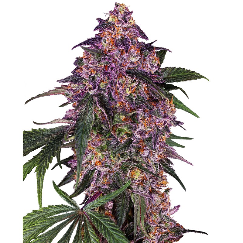 SENSI PURPLE KUSH · Sensi Seeds · graines de cannabis · Fem