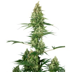 SILVER FIRE · Sensi Seeds ·...
