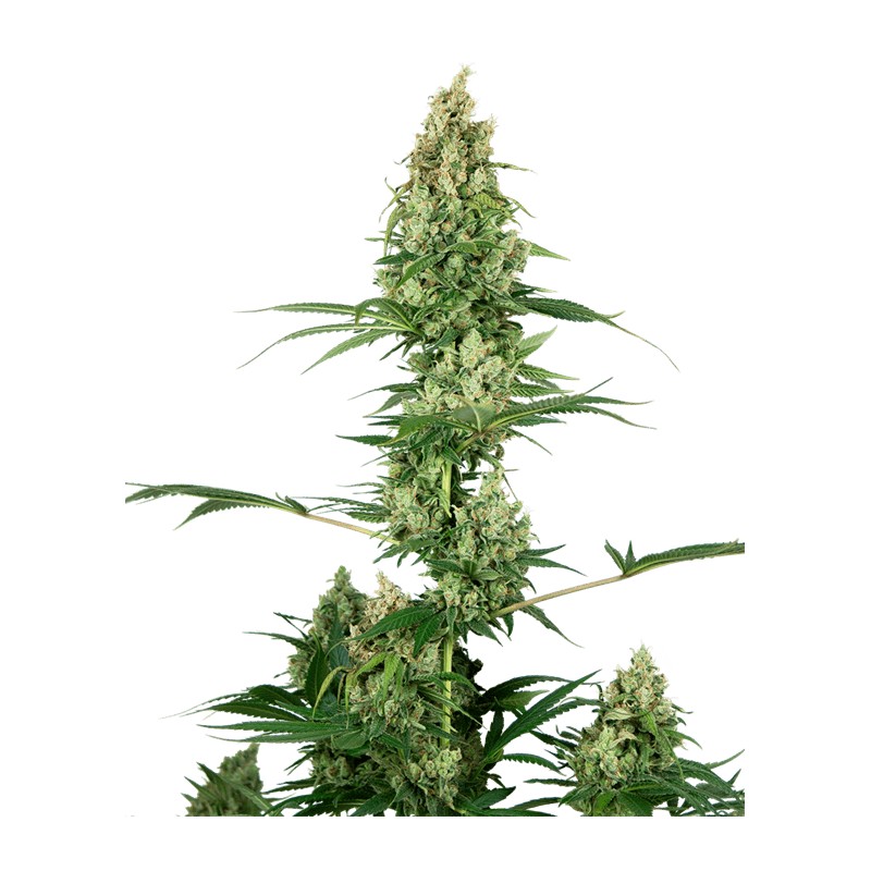 SILVER FIRE · Sensi Seeds · graines de cannabis · Fem
