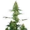 SILVER FIRE · Sensi Seeds · kenevir tohum · Disi · Fem
