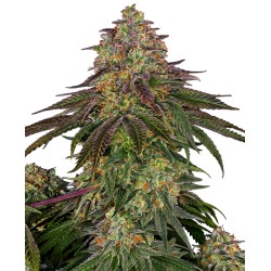 SWEET CHERRY KUSH · Sensi...