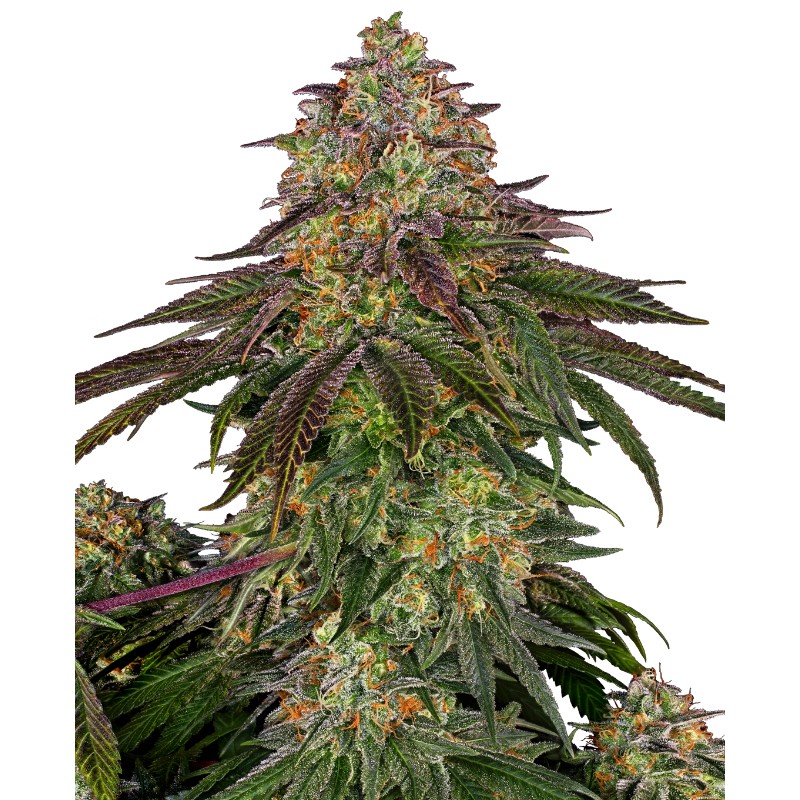 SWEET CHERRY KUSH · Sensi Seeds · cannabis samen · Fem