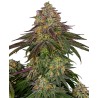 SWEET CHERRY KUSH · Sensi Seeds · cannabis samen · Fem