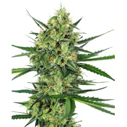 TANGERINE SUGAR · Sensi...