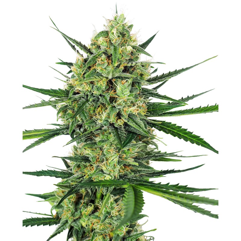 TANGERINE SUGAR · Sensi Seeds · kenevir tohum · Disi · Fem