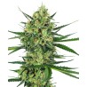 TANGERINE SUGAR · Sensi Seeds · kenevir tohum · Disi · Fem