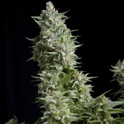 ALPUJARREÑA · Pyramid Seeds...