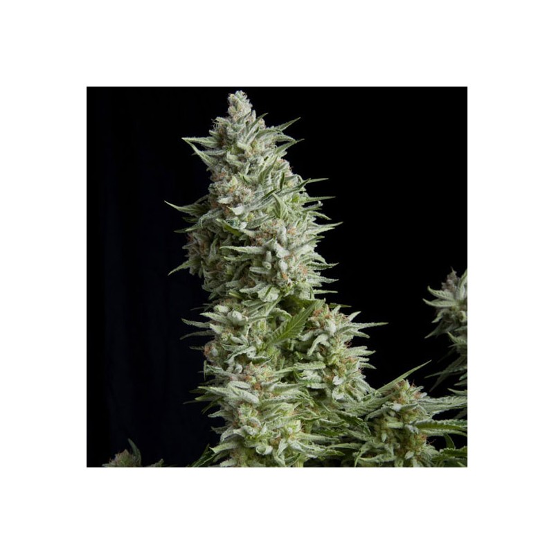 ALPUJARREÑA · Pyramid Seeds · semi di canapa indiana · Fem