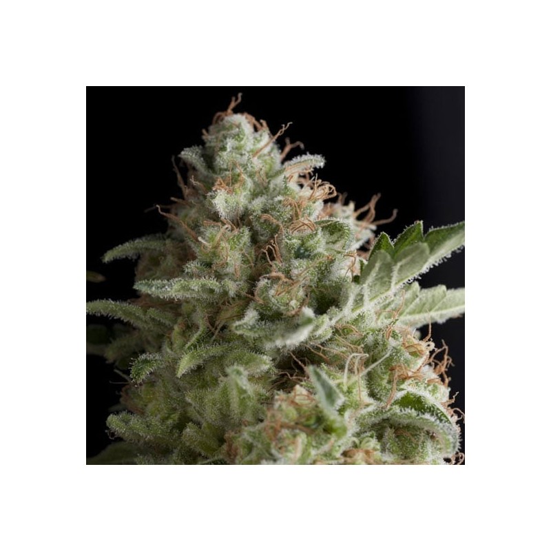 AMERICAN PIE · Pyramid Seeds · sementes de maconha · Fem