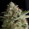 AMERICAN PIE · Pyramid Seeds · cannabis samen · Fem