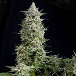 AMNESIA GOLD · Pyramid...