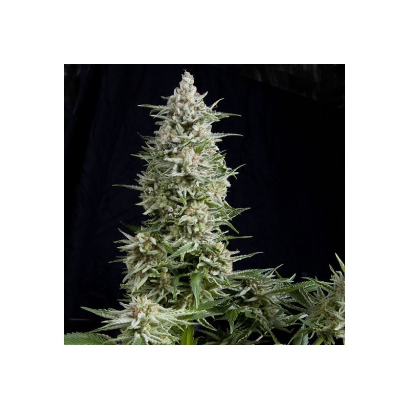 AMNESIA GOLD · Pyramid Seeds · sementes de maconha · Fem