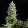 AMNESIA GOLD · Pyramid Seeds · sementes de maconha · Fem