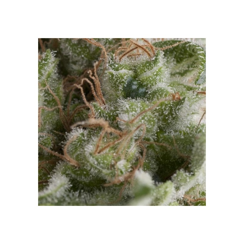 Auto American Pie – Pyramid Seeds Autoflowering Hanfsamen