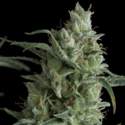 KRYPTONITE · Pyramid Seeds...