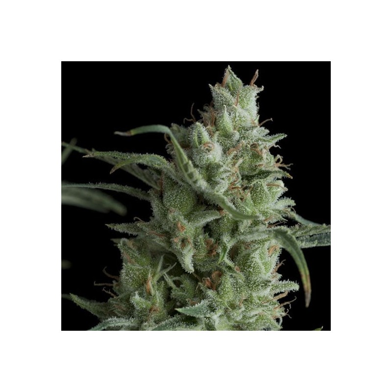 KRYPTONITE · Pyramid Seeds · graines de cannabis · Fem