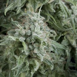 AUTO ANUBIS · Pyramid Seeds...