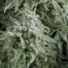 AUTO ANUBIS · Pyramid Seeds · graines de cannabis · AutoFem