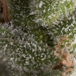 AUTO FRESH CANDY · Pyramid...