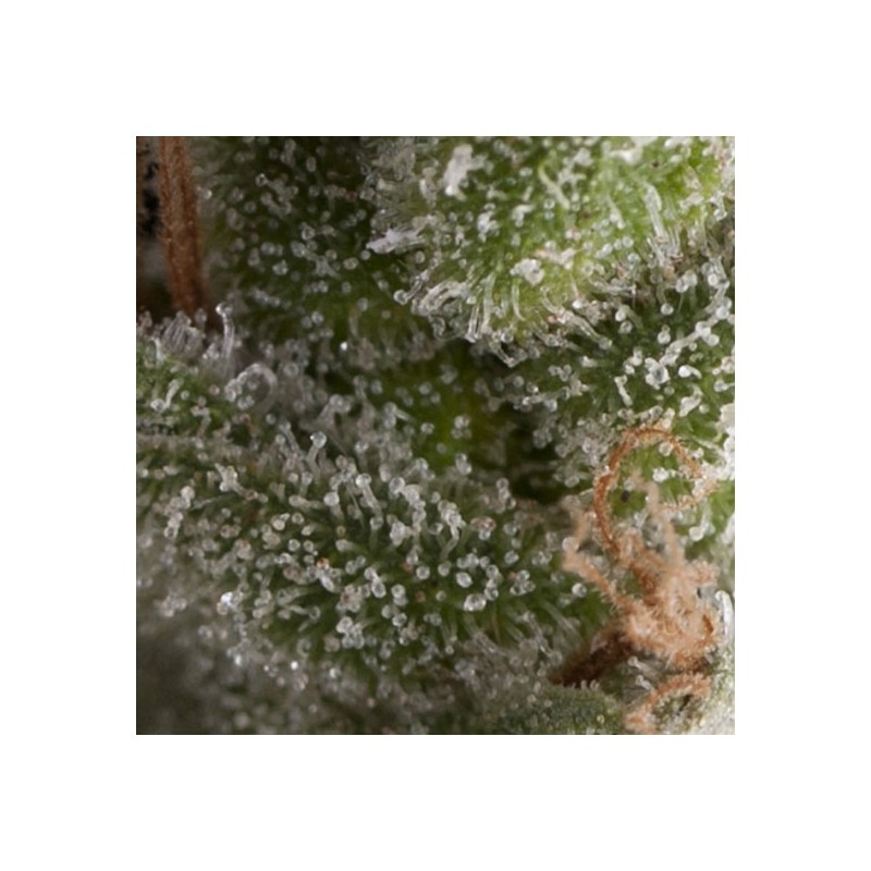 AUTO FRESH CANDY · Pyramid Seeds · kenevir tohum · AutoFem