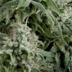 AUTO NORTHERN LIGHTS ·...