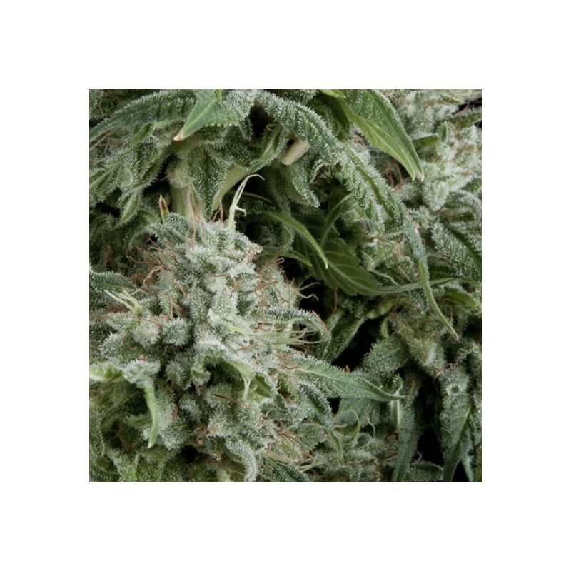 AUTO NORTHERN LIGHTS · Pyramid Seeds · sementes de maconha · AutoFem