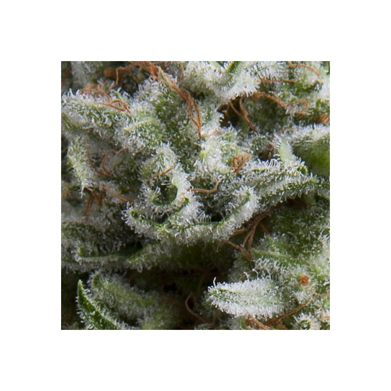 AUTO ANESTHESIA · Pyramid Seeds · cannabis seeds · AutoFem