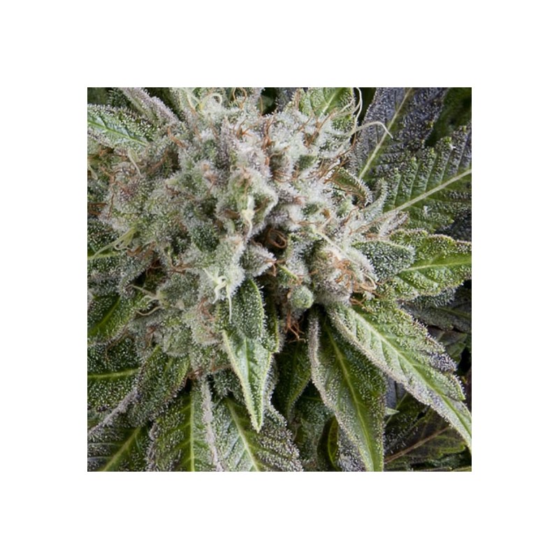 AUTO BLUE PYRAMID · Pyramid Seeds · semi di canapa indiana · AutoFem