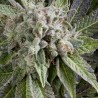 AUTO BLUE PYRAMID · Pyramid Seeds · kaufen cannabis samen · AutoFem