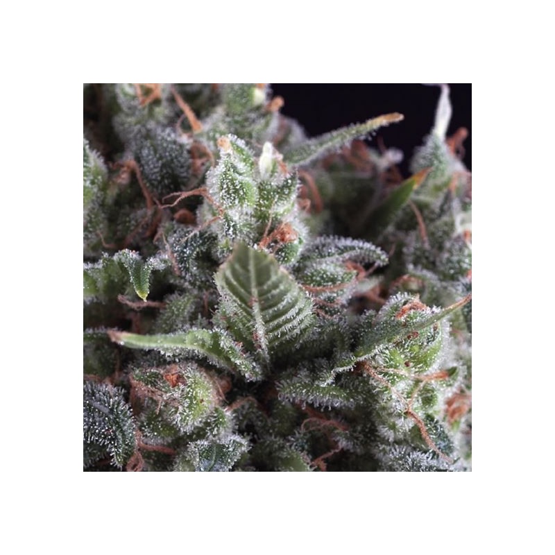 AUTO OLYMPIA · Pyramid Seeds · semillas de marihuana · AutoFem