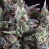 AUTO OLYMPIA · Pyramid Seeds · semi di canapa · AutoFem