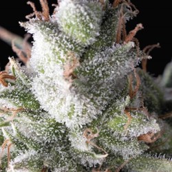 AUTO RAMSES · Pyramid Seeds...