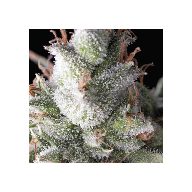 AUTO RAMSES · Pyramid Seeds · semillas de marihuana · AutoFem