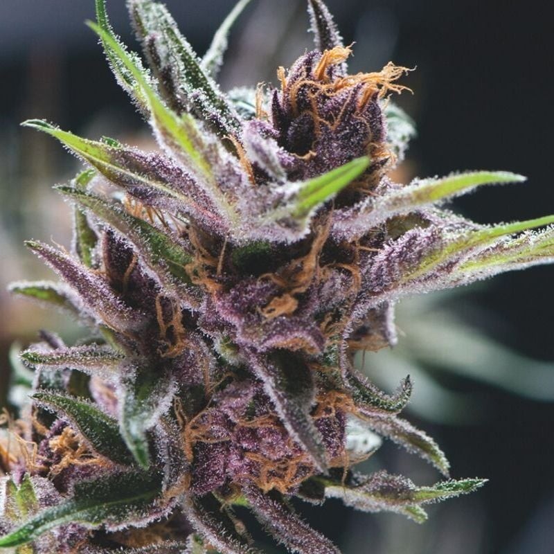 BLACK CHERRY PUNCH · Pyramid Seeds · graines de cannabis · Fem