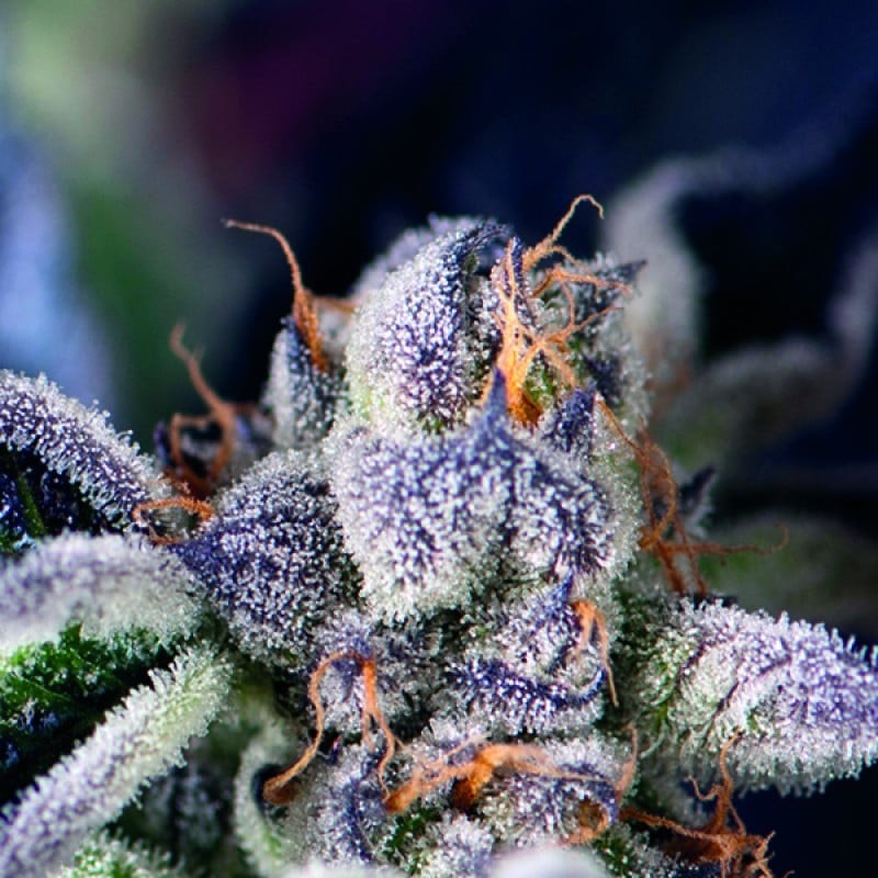 COOKIES USA · Pyramid Seeds · graines de cannabis · Fem