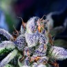 COOKIES USA · Pyramid Seeds · graines de cannabis · Fem