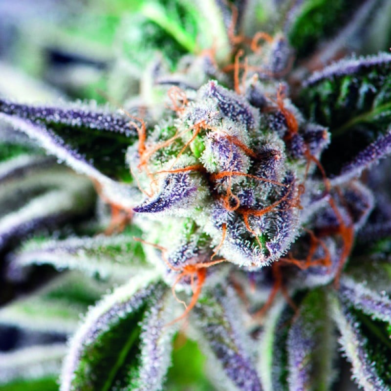 DO-SI-DOS · Pyramid Seeds · graines de cannabis · Fem