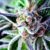 DO-SI-DOS · Pyramid Seeds · cannabis seeds · Fem