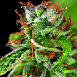 DOUBLE OG HAZE · Pyramid...