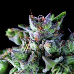 GORILA · Pyramid Seeds ·...
