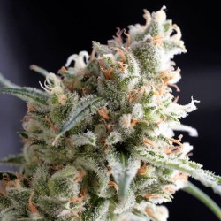 KUKULKAN · Pyramid Seeds ·...