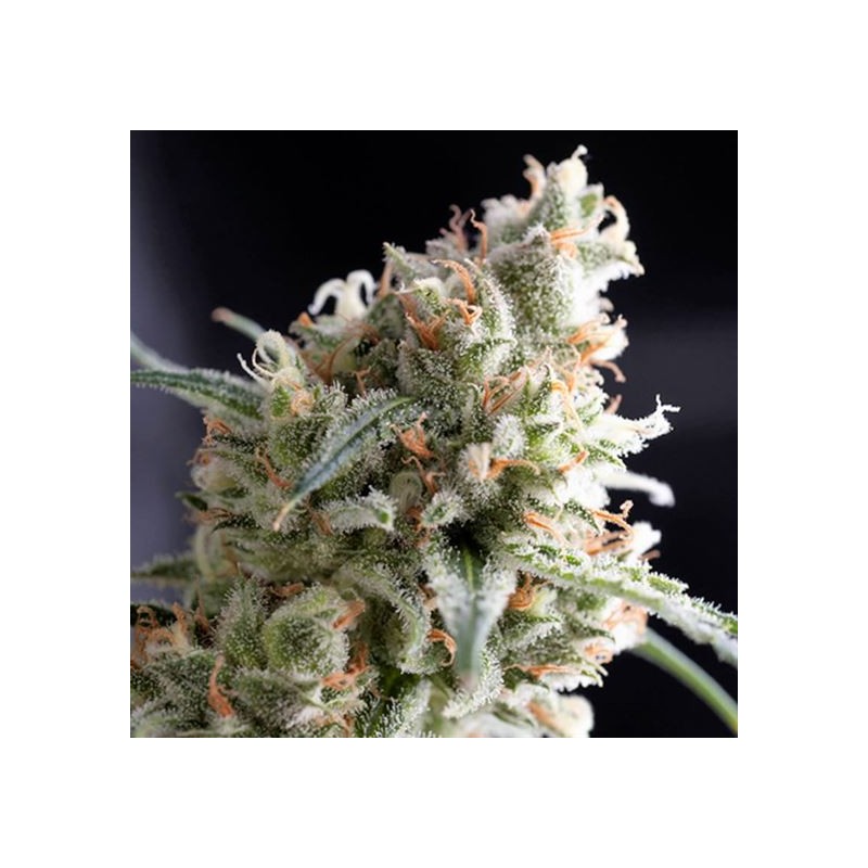 KUKULKAN · Pyramid Seeds · semi di canapa · Fem