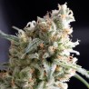 KUKULKAN · Pyramid Seeds · kaufen cannabis samen · Fem