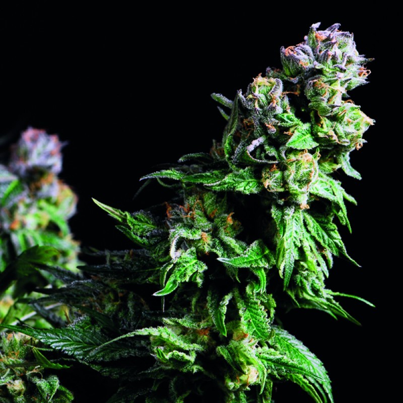 PURPLE URKLE · Pyramid Seeds · semi di canapa · Fem