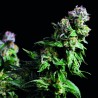 PURPLE URKLE · Pyramid Seeds · graines de cannabis · Fem