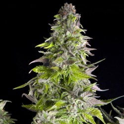 ROMULAN · Pyramid Seeds ·...