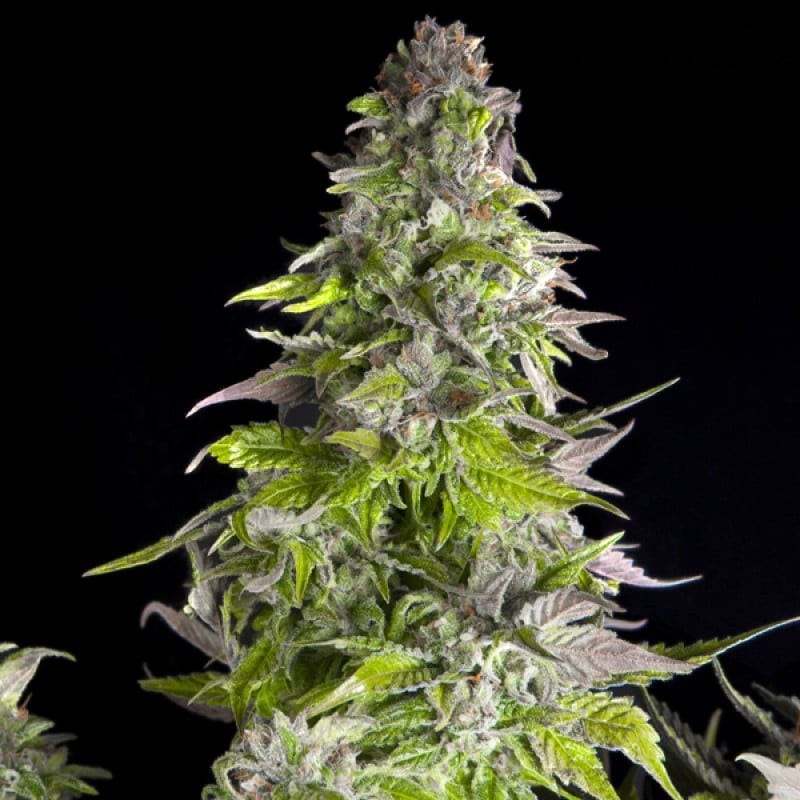 ROMULAN · Pyramid Seeds · semillas de marihuana · Fem