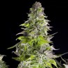 ROMULAN · Pyramid Seeds · kenevir tohum · Disi · Fem