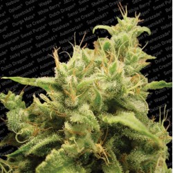 OPIUM · Paradise Seeds ·...