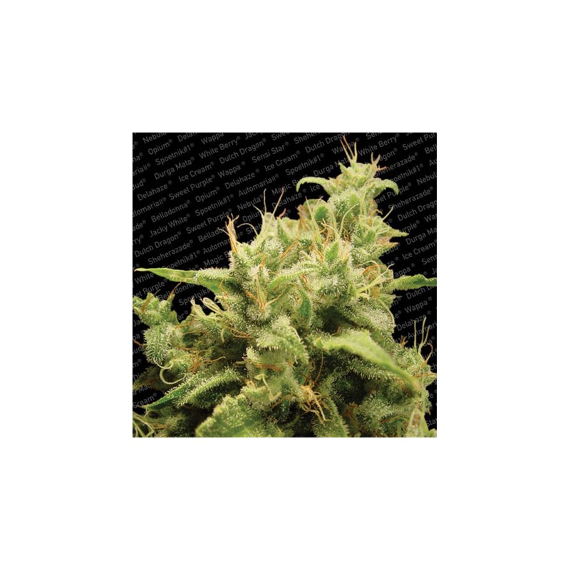 OPIUM · Paradise Seeds · sementes de cannabis · Fem